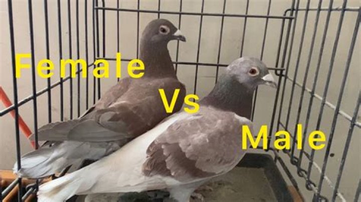 Are all pigeons male?