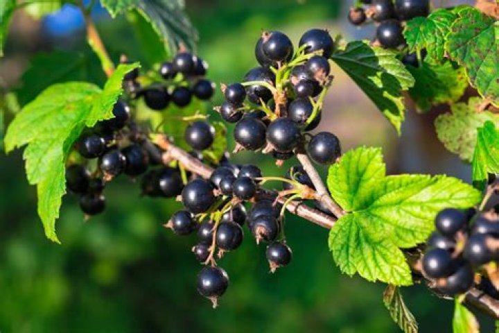 Are black currants banned in America?