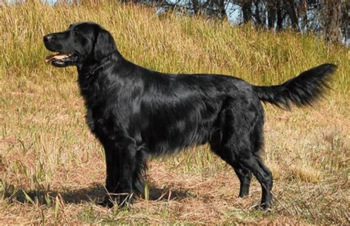 Are black Golden Retrievers a thing?