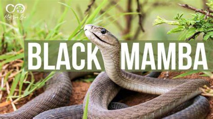 Are black mambas in Costa Rica?