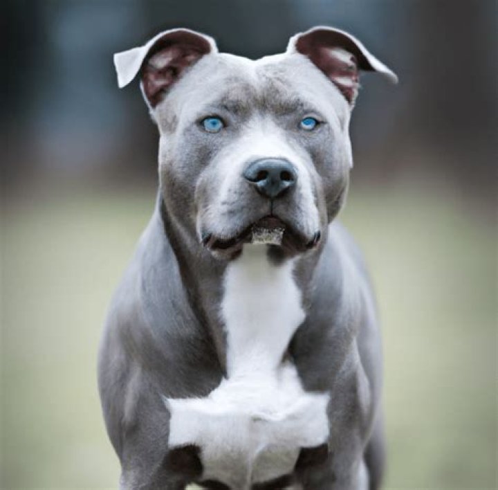 Are blue nose Pitbulls smart?