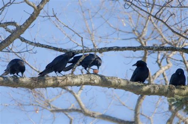Are crows aggressive birds?