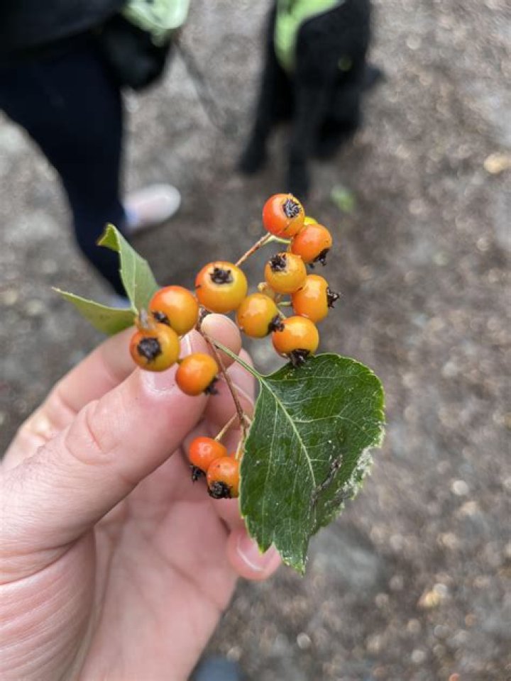 Are orange berries poisonous?