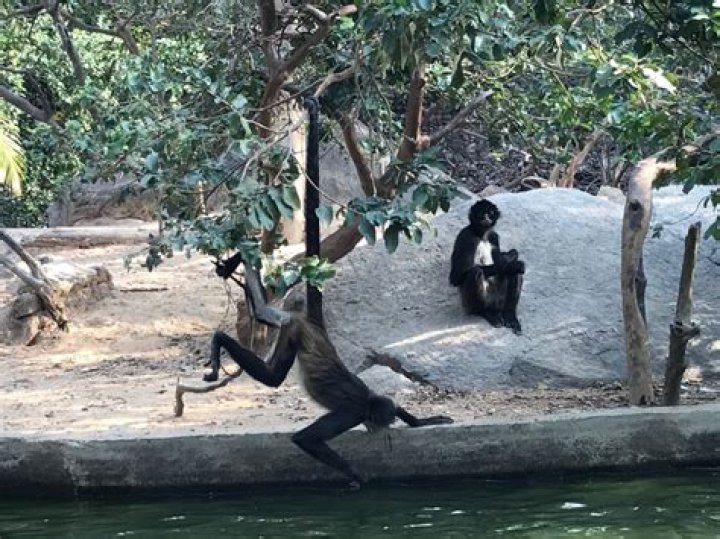 Are there monkeys in Puerto Vallarta?