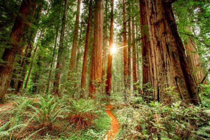 Are there redwoods in China?