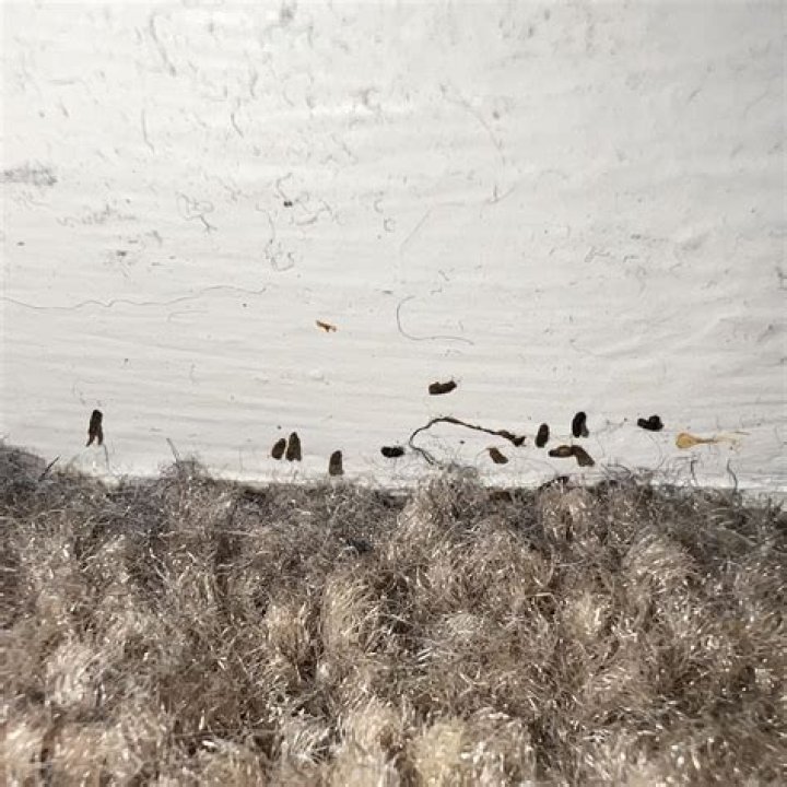 Are these mouse droppings?