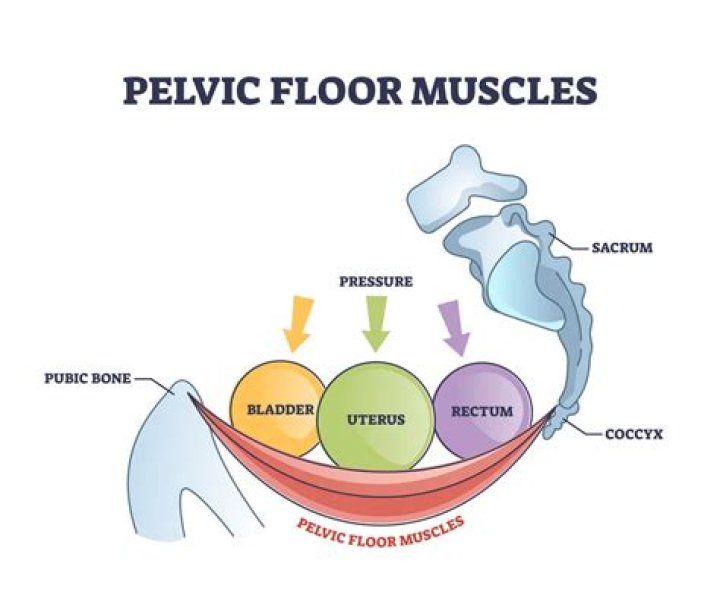 At what age do pelvic floor muscles weaken?