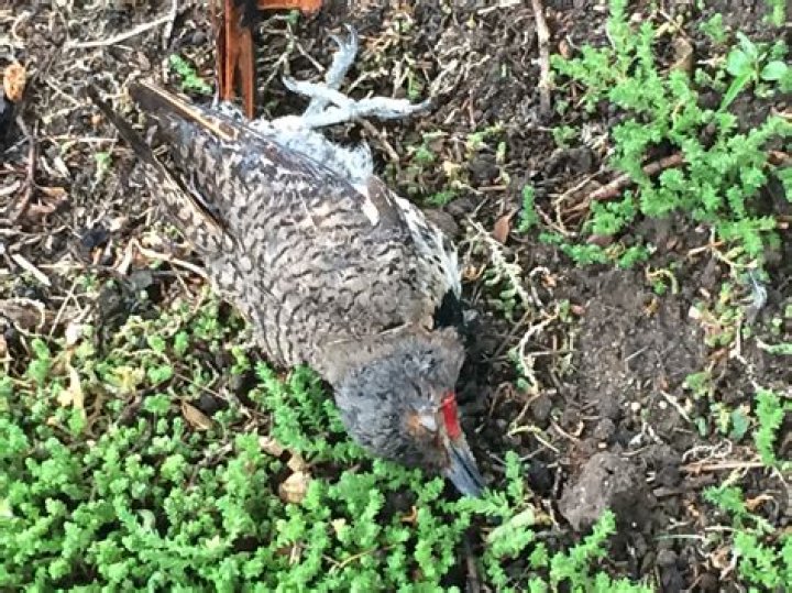 Can a bird survive with one eye?