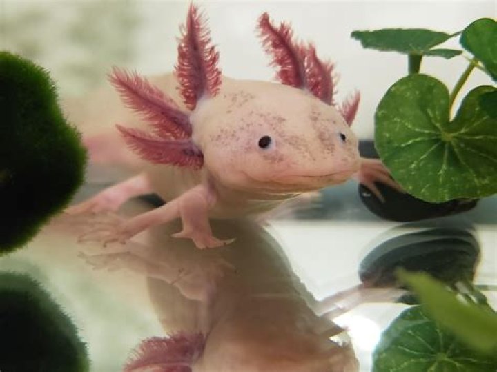 Can a crab regrow all its limbs?