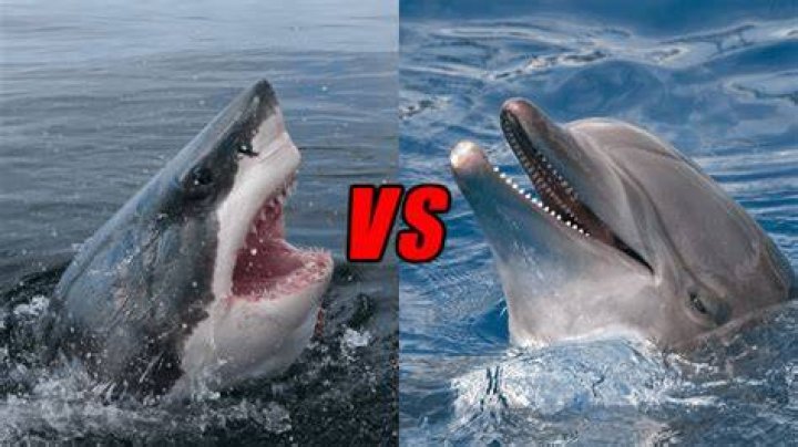 Can a dolphin kill a shark?