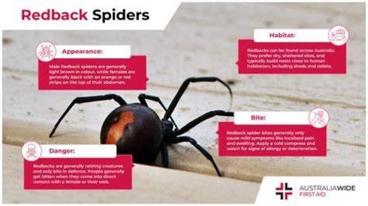 Can a spider bite give you superpowers?