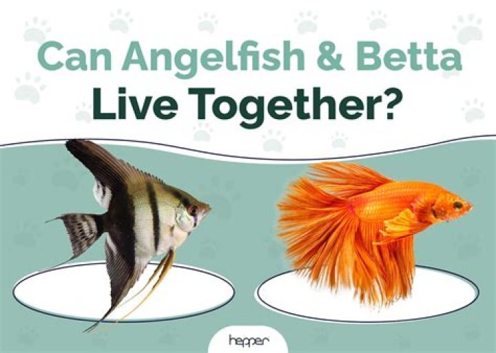 Can betta live with angelfish?