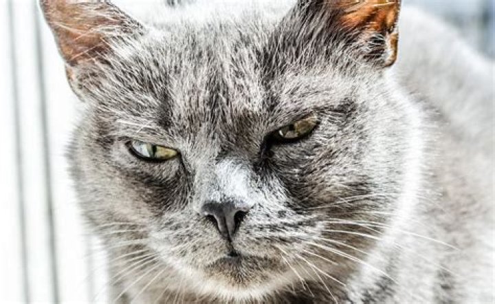 Can cats get offended?