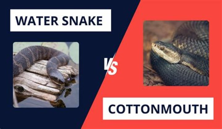 Can dogs survive a water moccasin bite?