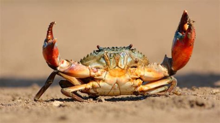 Can I get crabs from a BJ?