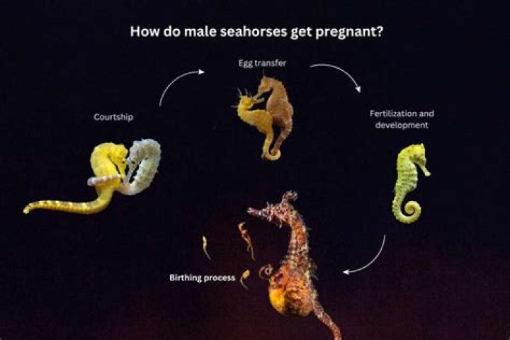 Can male seahorses get themselves pregnant?