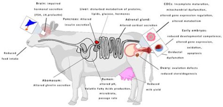 Can pregnant cows be slaughtered?