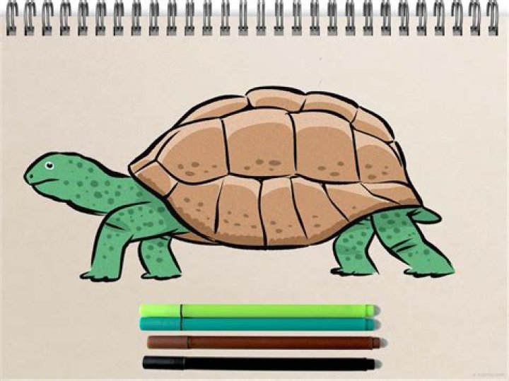 Can you bring a turtle to college?