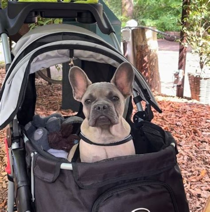 Can you leave a dog home alone for 8 hours?