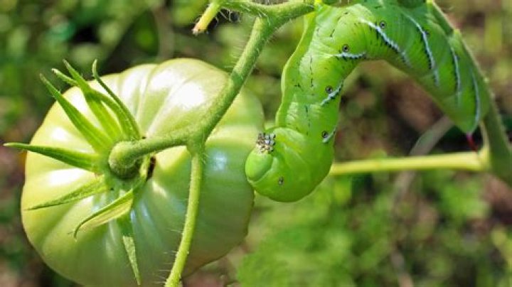 Can you relocate tomato hornworm?