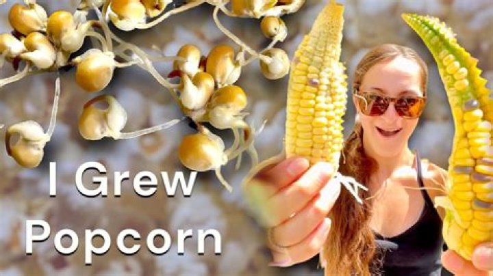 Can you sprout popcorn?