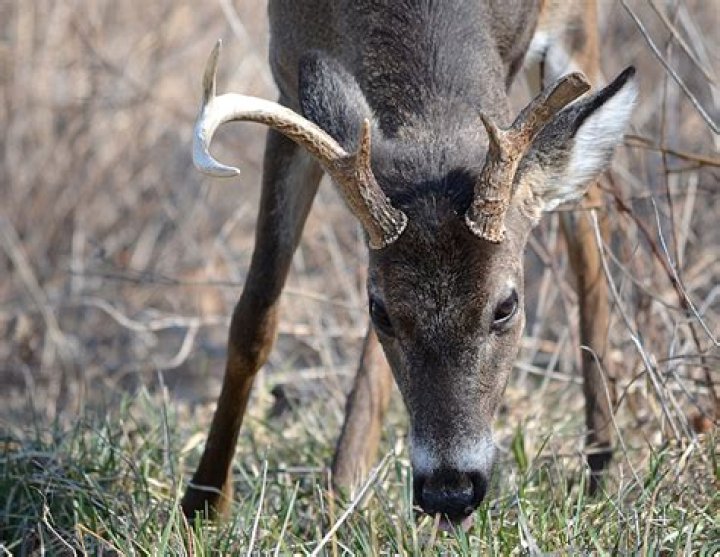 Do antlers break easily?
