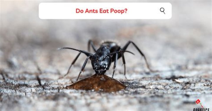 Do ants eat poop?
