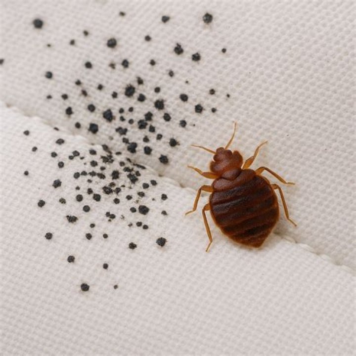 Do bed bugs leave pee stains?