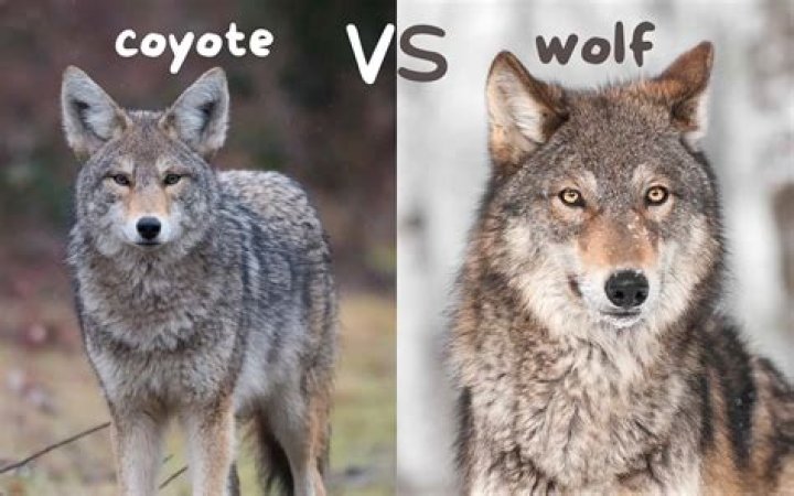 Do coyotes sleep in the same place every night?