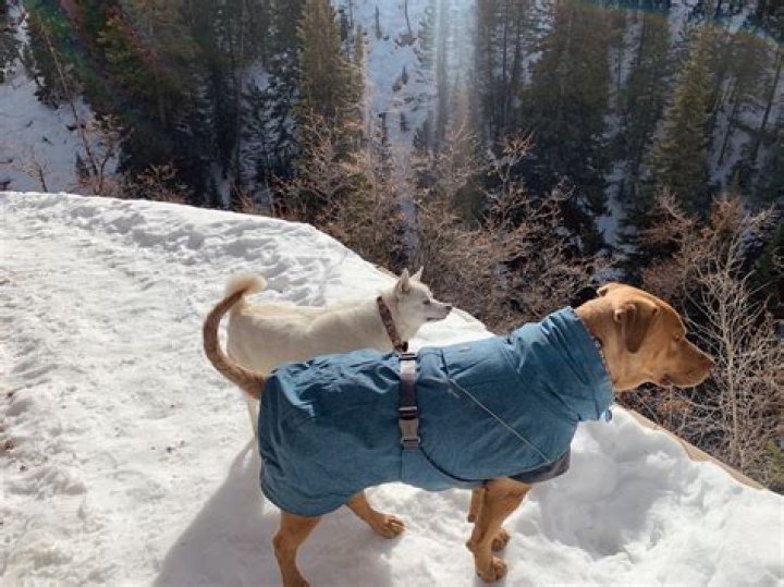 Do dogs need warm clothes?