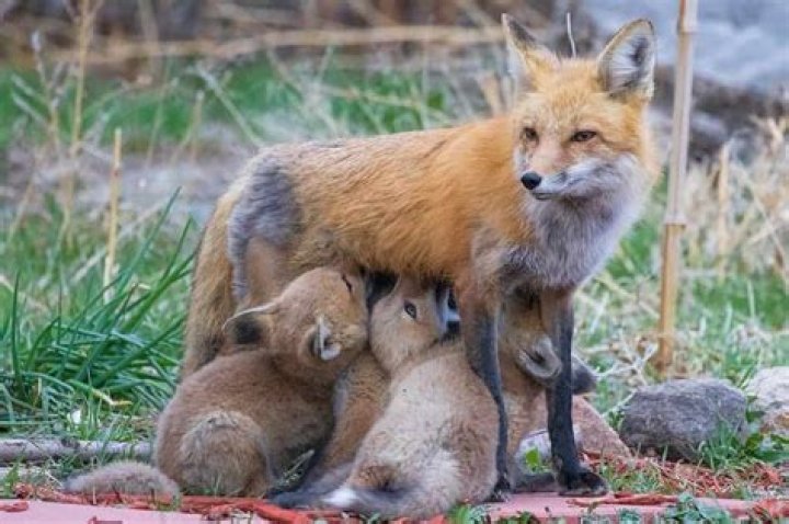 Do male foxes mate for life?