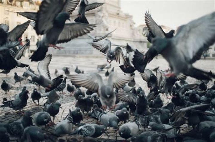 Do pigeons carry disease?