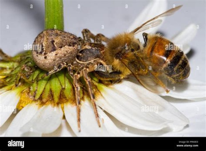Do spiders eat bees?