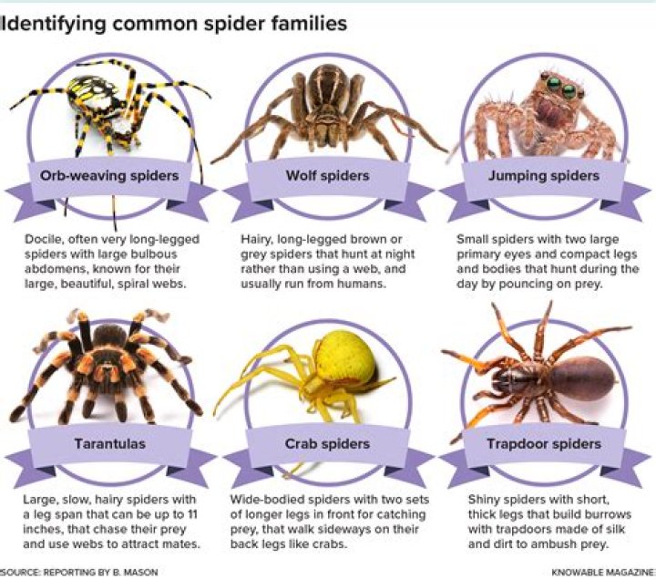 Do spiders have self awareness?