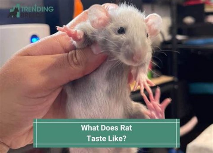 Does a rat taste good?