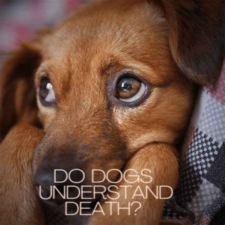 Does my dog want another dog?