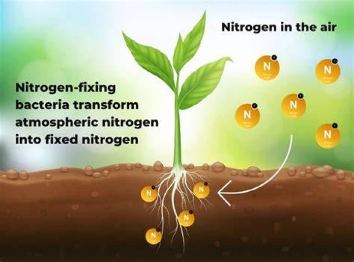 How can I add nitrogen to my plants fast?