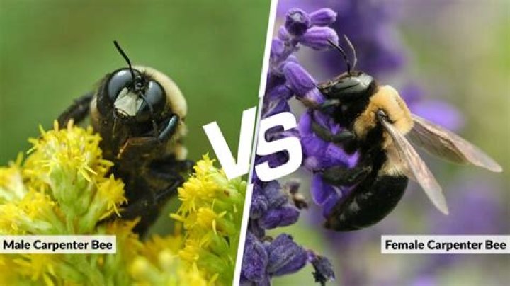 How can you tell a female carpenter bee?