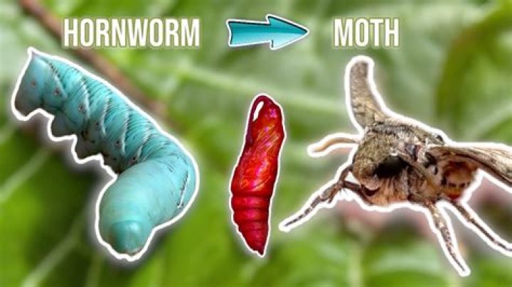 How can you tell if a hornworm is male or female?