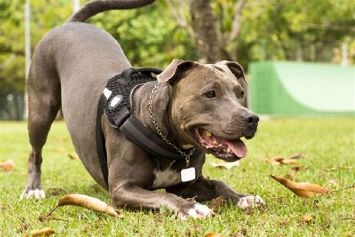 How can you tell if a pitbull is full blooded?