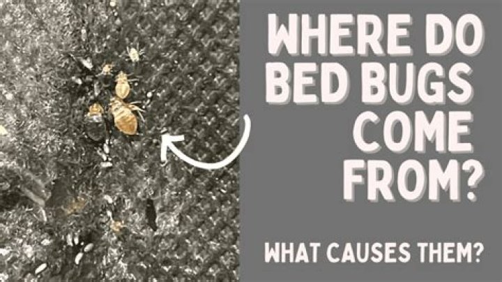 How do bed bugs know when to come out?