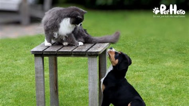 How do I introduce my newborn to my family dog?