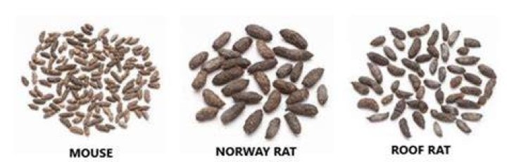 How do I know if I have rat or mouse poop?