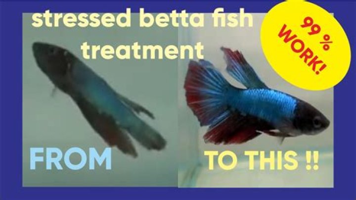 How do you calm a stressed betta fish?