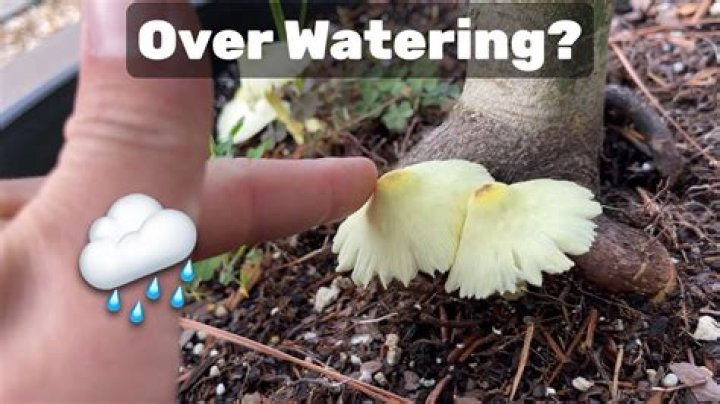 How do you fix overwatering?