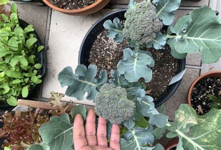 How do you grow broccoli in Alberta?