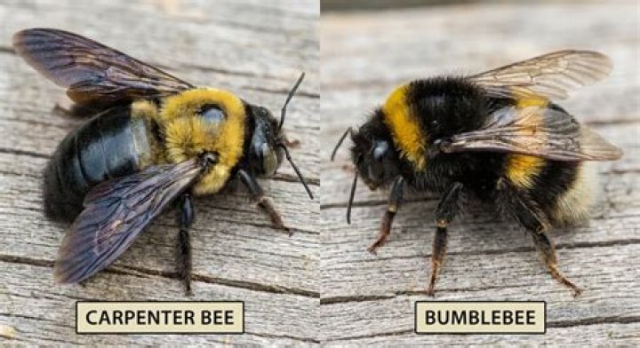 How do you keep carpenter bees from coming back?