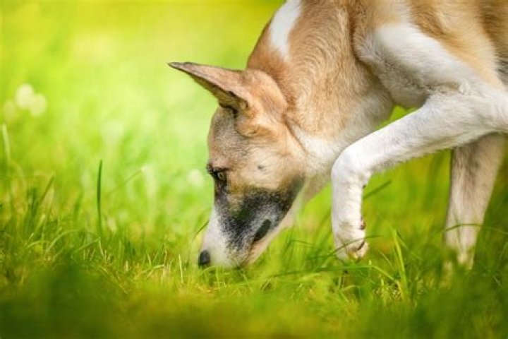 How do you mask a dog's heat smell?