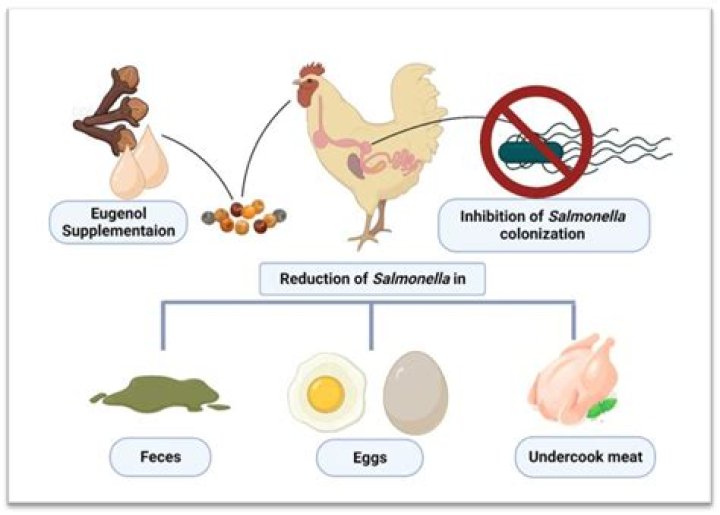 How do you prevent Salmonella in chickens?