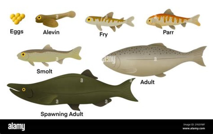 How do you pronounce salmonid?